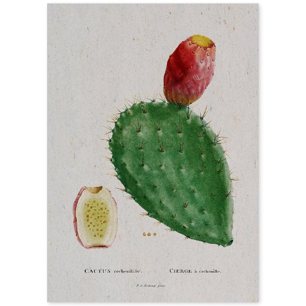 nacnic Lámina de Naturaleza Acuarela Pierre-Joseph Redouté