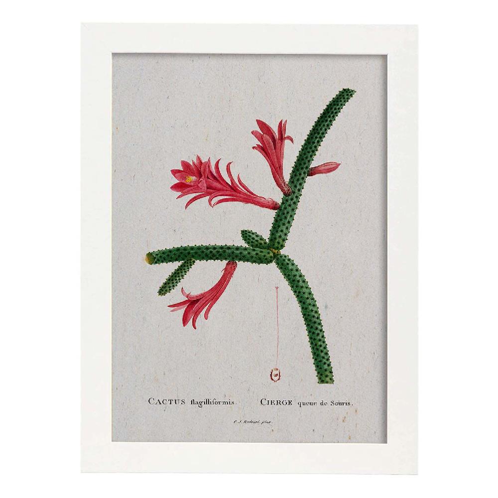 Nacnic Lámina De Naturaleza Acuarela Pierre-Joseph Redouté