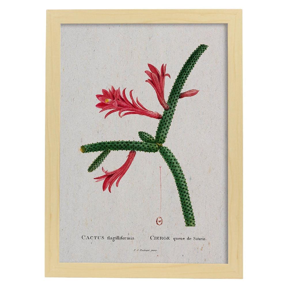 Nacnic Lámina De Naturaleza Acuarela Pierre-Joseph Redouté
