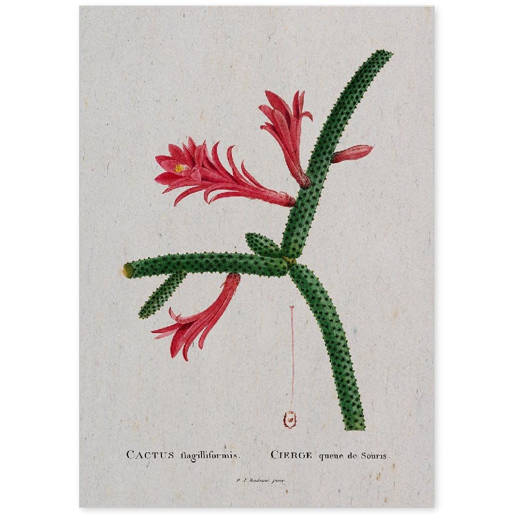 nacnic Lámina de Naturaleza Acuarela Pierre-Joseph Redouté
