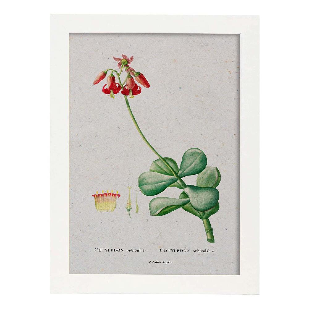 Nacnic Lámina De Naturaleza Acuarela Pierre-Joseph Redouté