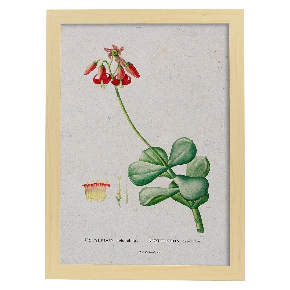 Nacnic Lámina De Naturaleza Acuarela Pierre-Joseph Redouté