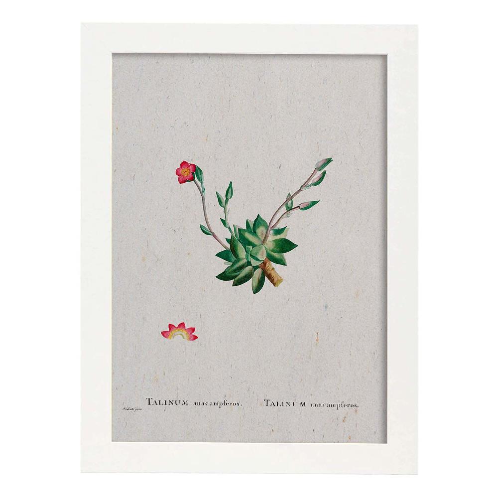 Nacnic Lámina De Naturaleza Acuarela Pierre-Joseph Redouté
