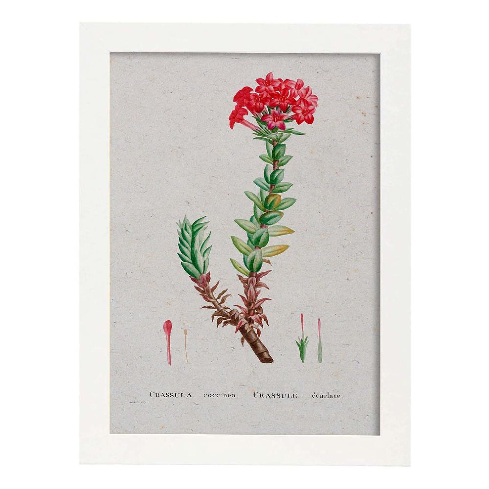 Nacnic Lámina De Naturaleza Acuarela Pierre-Joseph Redouté