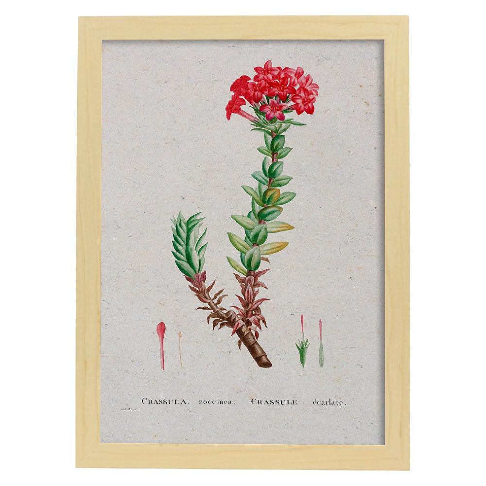 Nacnic Lámina De Naturaleza Acuarela Pierre-Joseph Redouté