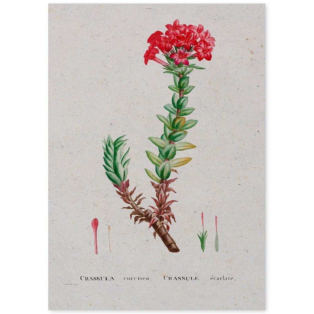 nacnic Lámina de Naturaleza Acuarela Pierre-Joseph Redouté