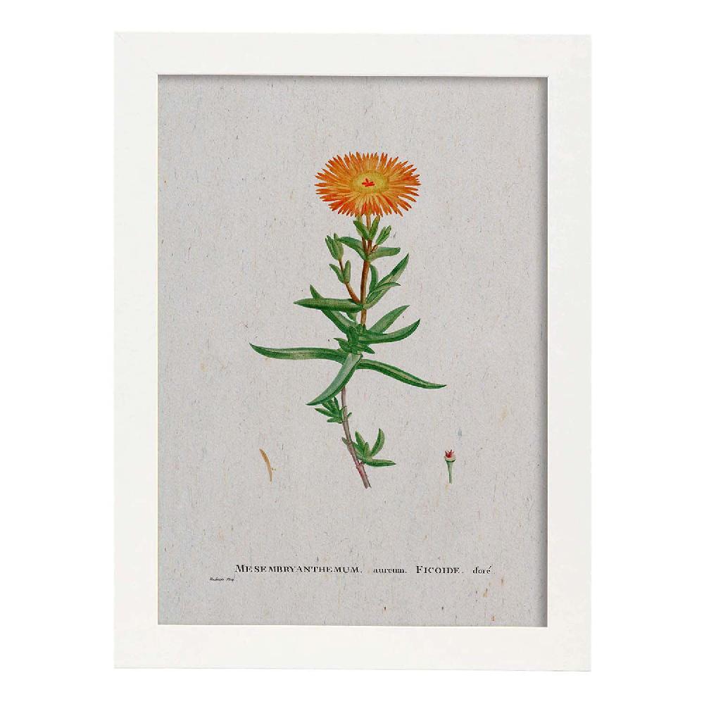 Nacnic Lámina De Naturaleza Acuarela Pierre-Joseph Redouté