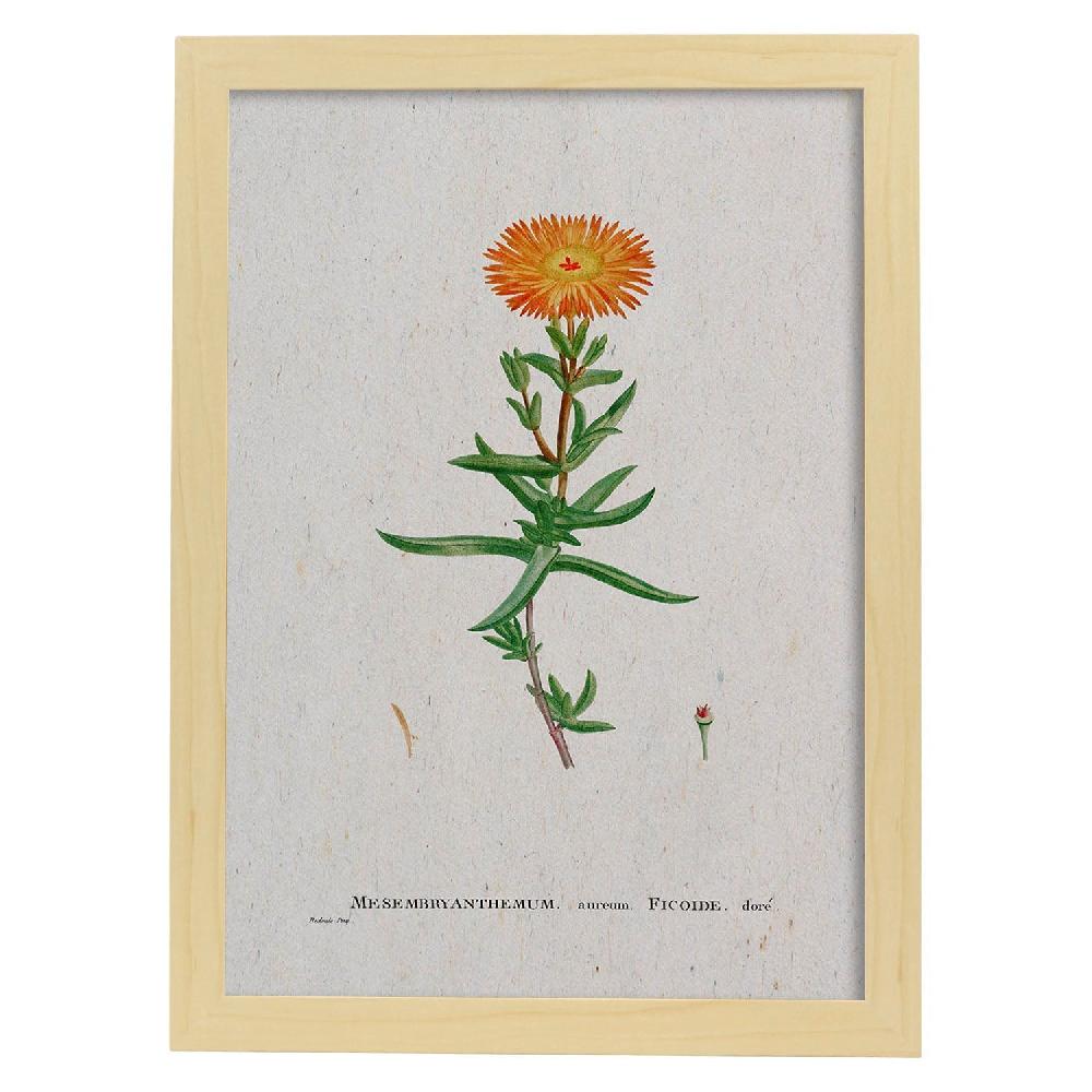 Nacnic Lámina De Naturaleza Acuarela Pierre-Joseph Redouté
