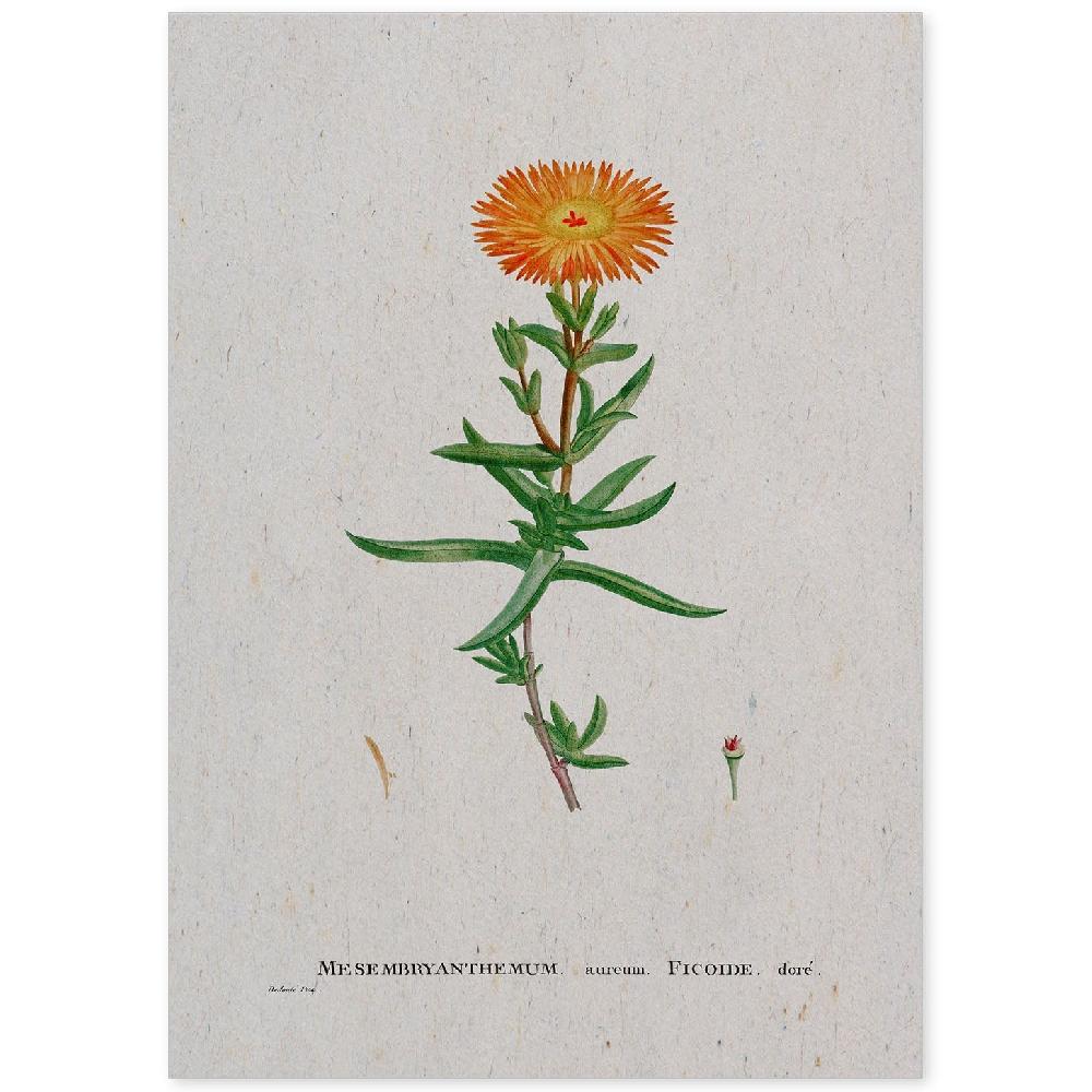 nacnic Lámina de Naturaleza Acuarela Pierre-Joseph Redouté