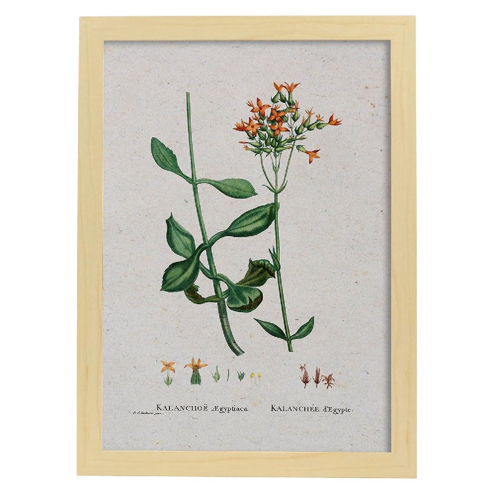 Nacnic Lámina De Naturaleza Acuarela Pierre-Joseph Redouté