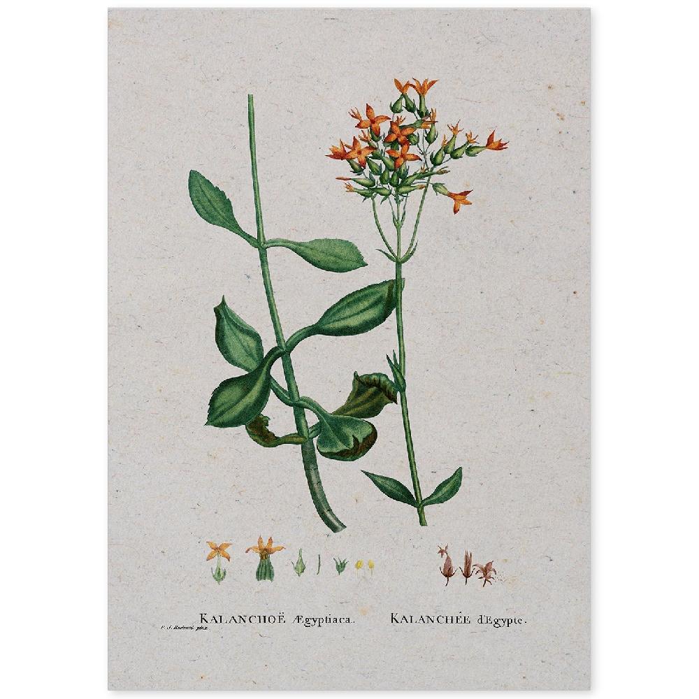 nacnic Lámina de Naturaleza Acuarela Pierre-Joseph Redouté