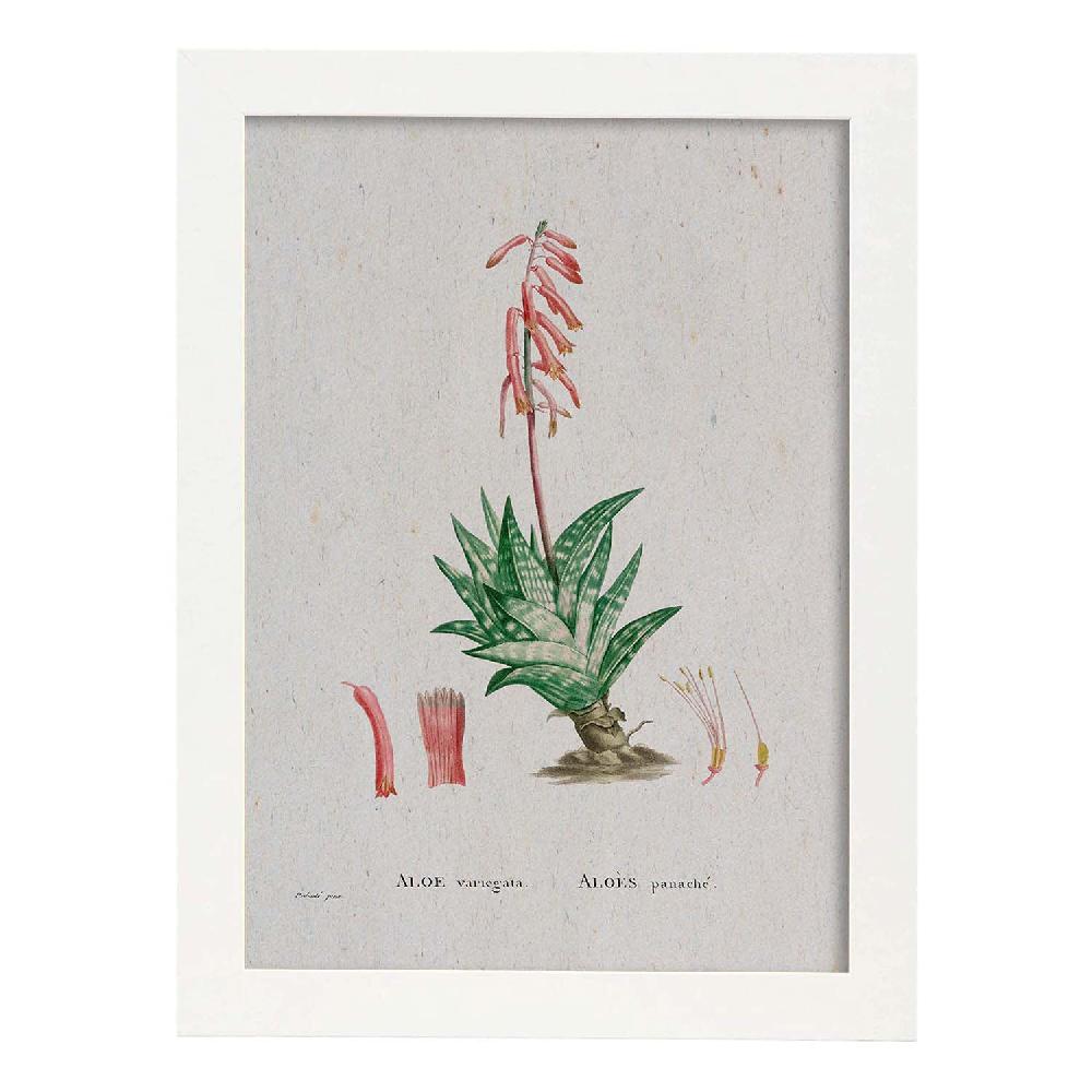Nacnic Lámina De Naturaleza Acuarela Pierre-Joseph Redouté