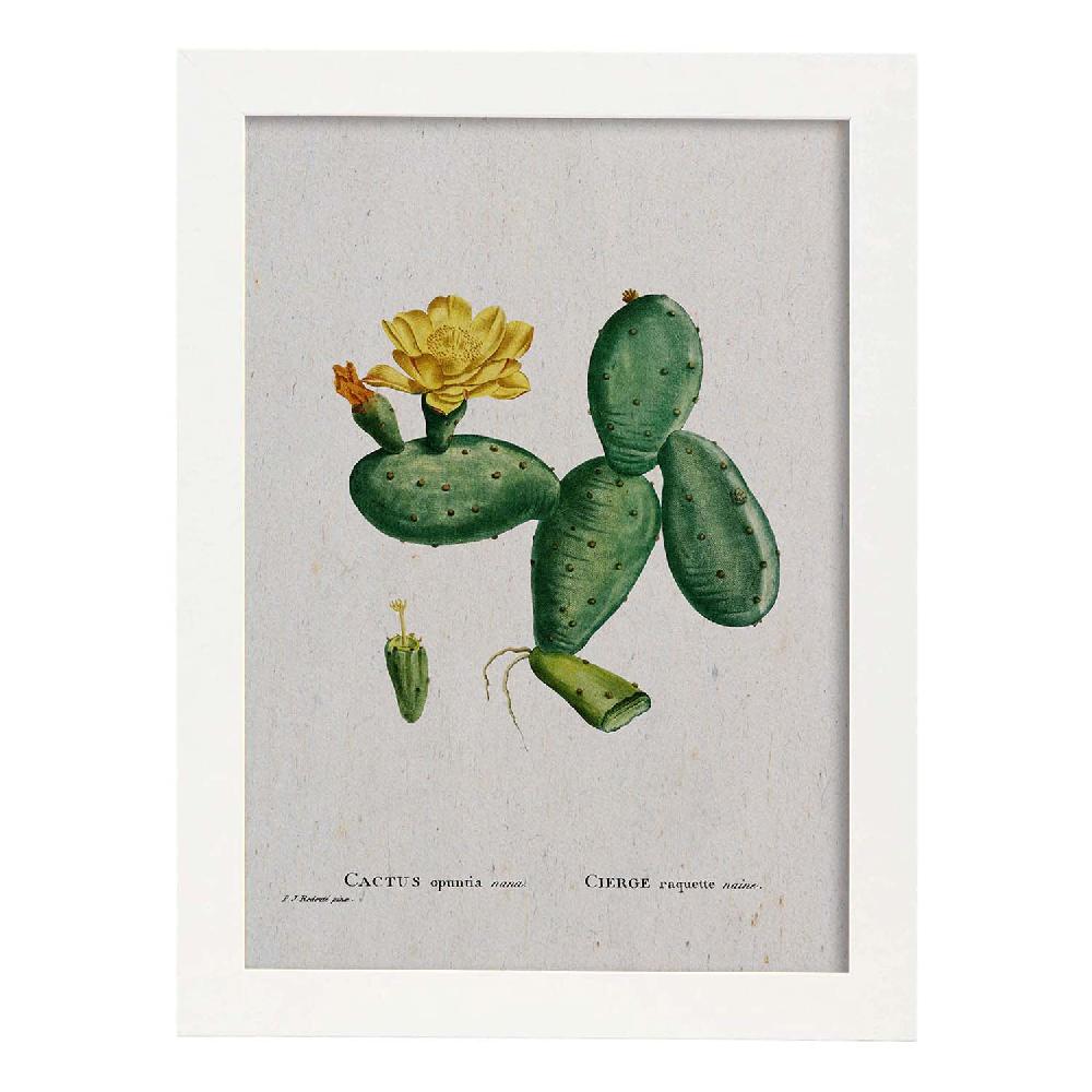 Nacnic Lámina De Naturaleza Acuarela Pierre-Joseph Redouté