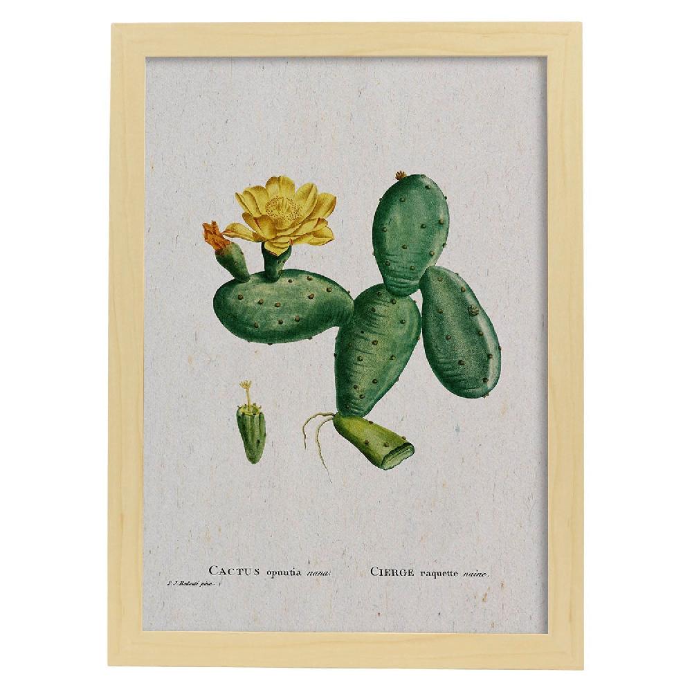Nacnic Lámina De Naturaleza Acuarela Pierre-Joseph Redouté