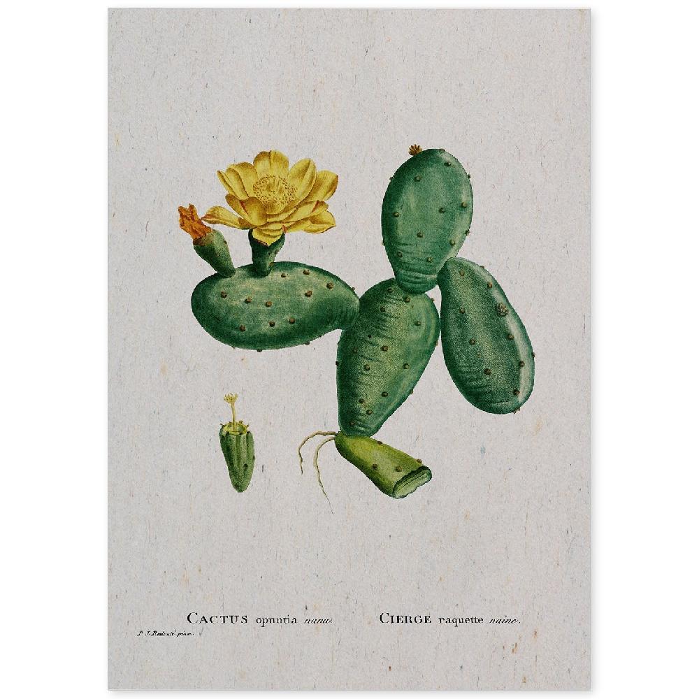 nacnic Lámina de Naturaleza Acuarela Pierre-Joseph Redouté