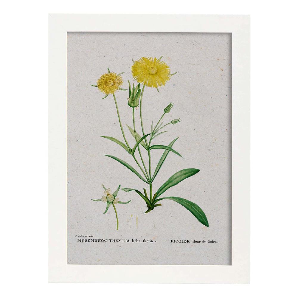 Nacnic Lámina De Naturaleza Acuarela Pierre-Joseph Redouté