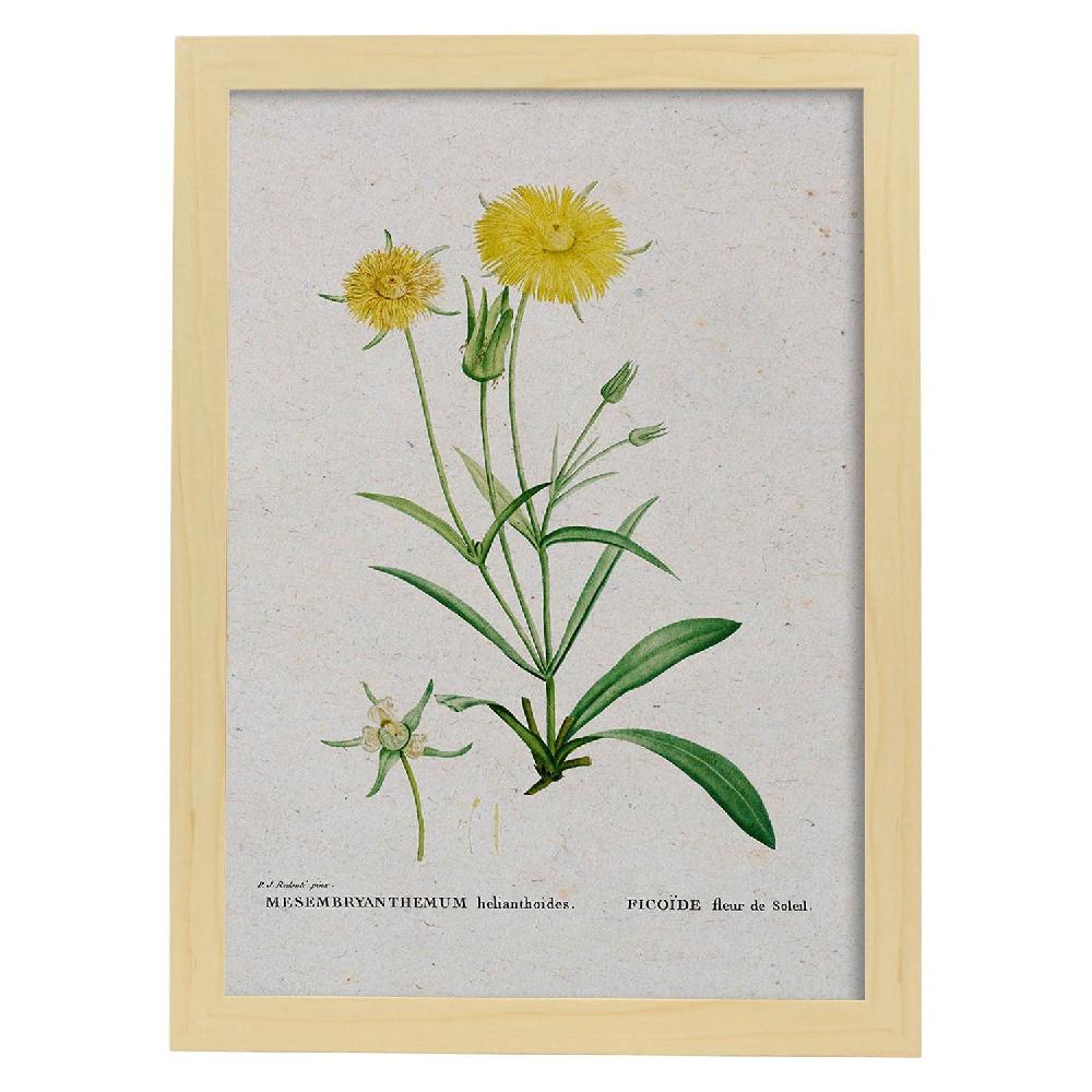 Nacnic Lámina De Naturaleza Acuarela Pierre-Joseph Redouté