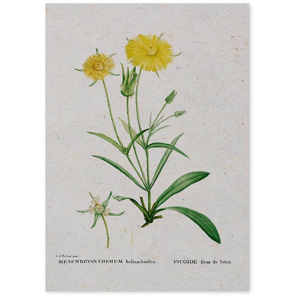 nacnic Lámina de Naturaleza Acuarela Pierre-Joseph Redouté