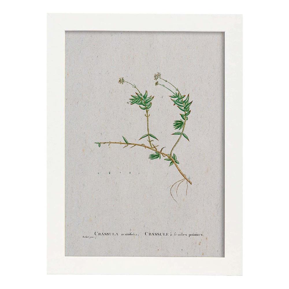 Nacnic Lámina De Naturaleza Acuarela Pierre-Joseph Redouté