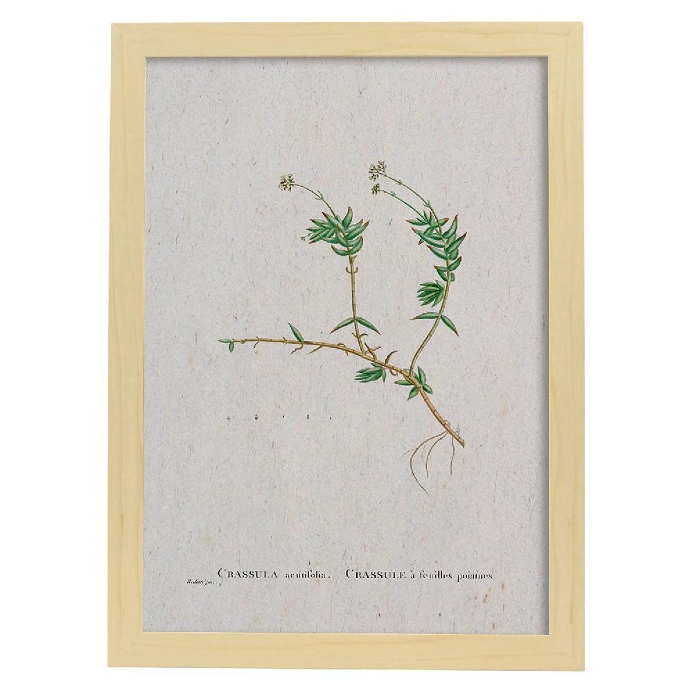 Nacnic Lámina De Naturaleza Acuarela Pierre-Joseph Redouté