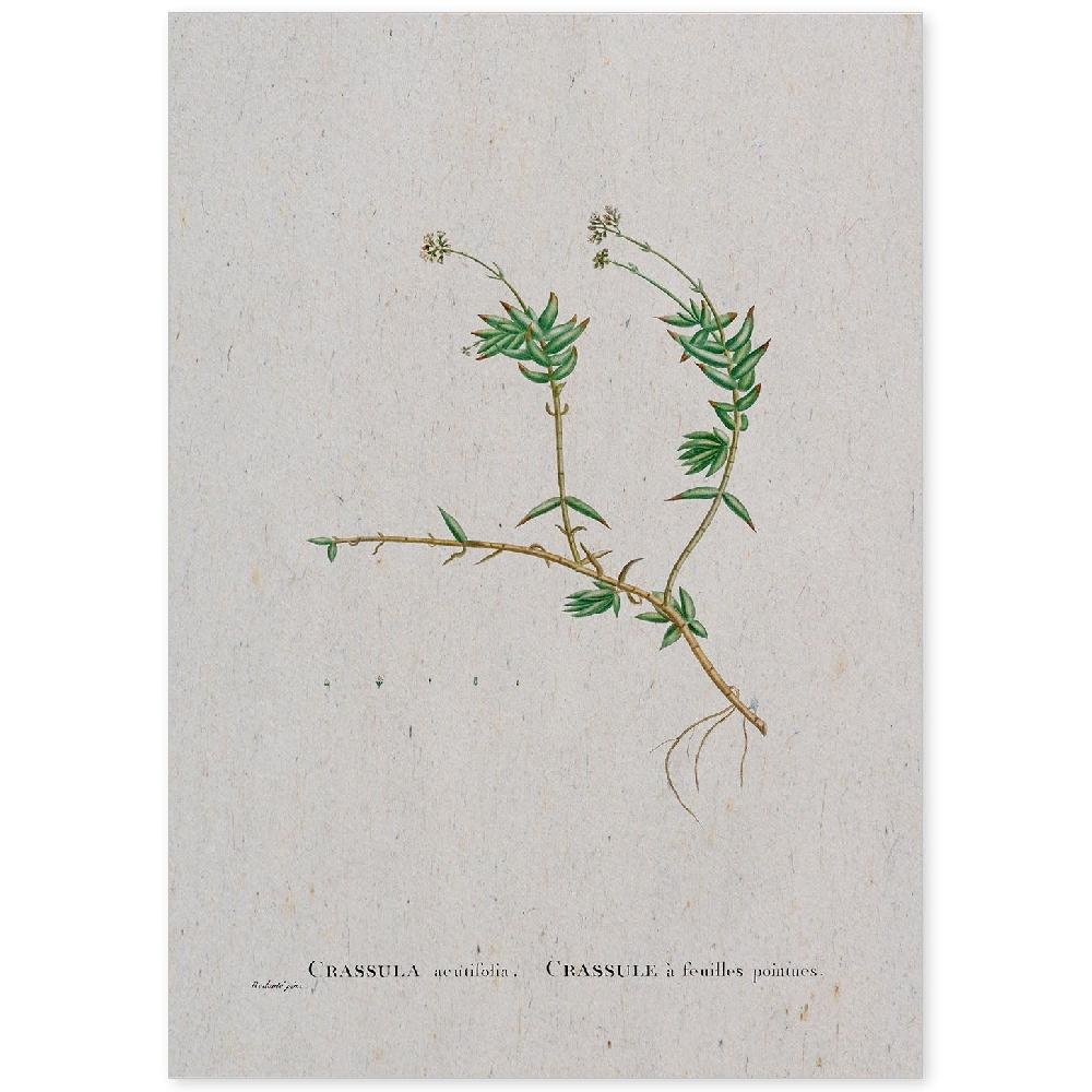 nacnic Lámina de Naturaleza Acuarela Pierre-Joseph Redouté