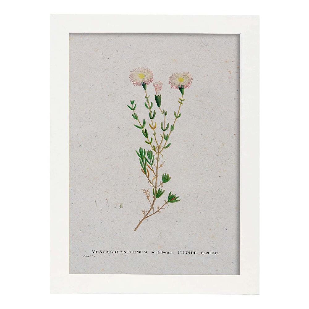Nacnic Lámina De Naturaleza Acuarela Pierre-Joseph Redouté