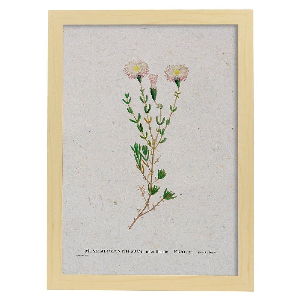 Nacnic Lámina De Naturaleza Acuarela Pierre-Joseph Redouté
