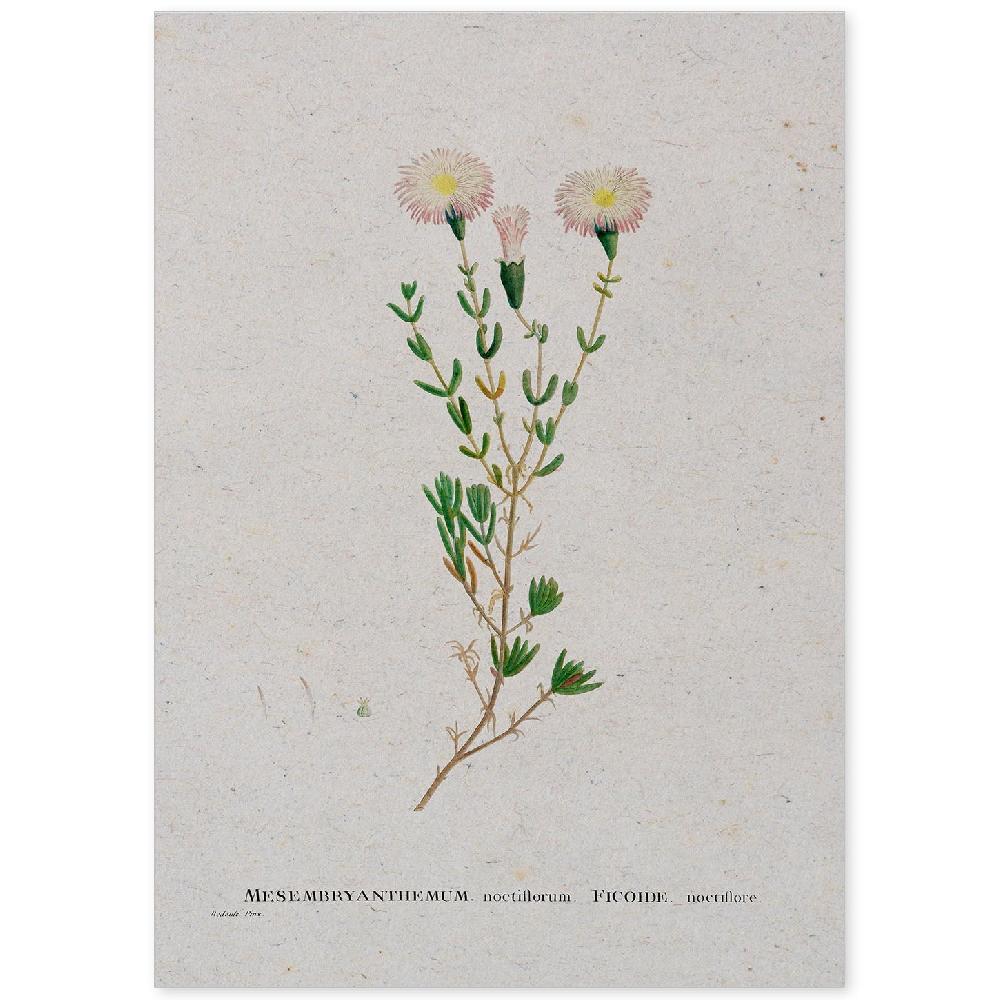 nacnic Lámina de Naturaleza Acuarela Pierre-Joseph Redouté