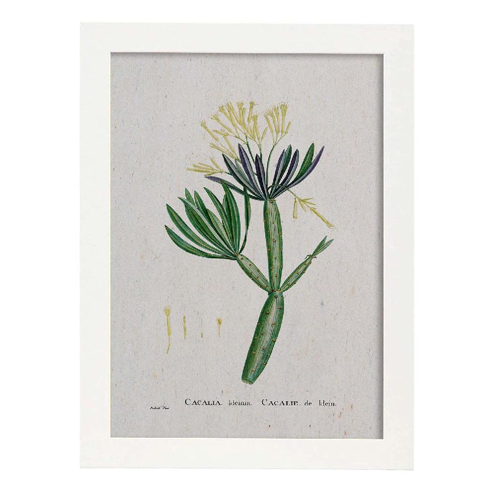 Nacnic Lámina De Naturaleza Acuarela Pierre-Joseph Redouté