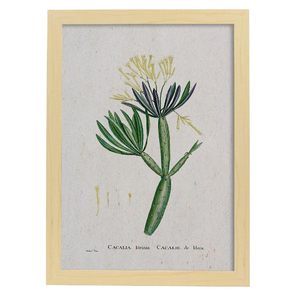Nacnic Lámina De Naturaleza Acuarela Pierre-Joseph Redouté