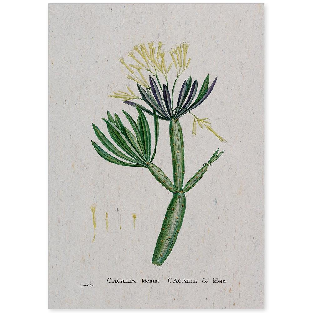 nacnic Lámina de Naturaleza Acuarela Pierre-Joseph Redouté