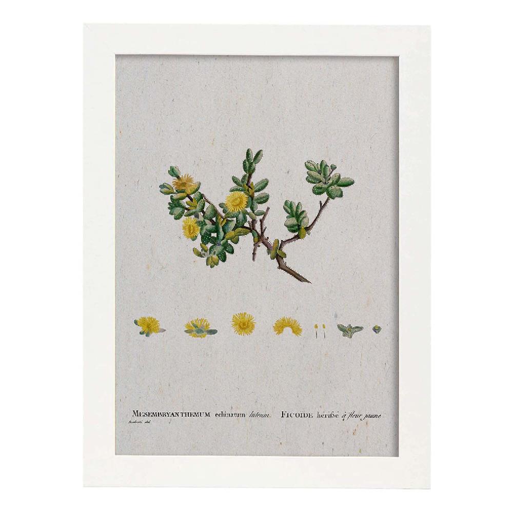 Nacnic Lámina De Naturaleza Acuarela Pierre-Joseph Redouté