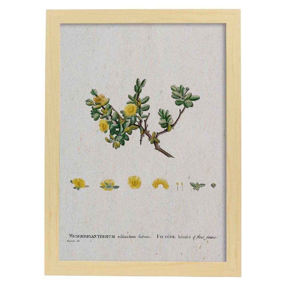 Nacnic Lámina De Naturaleza Acuarela Pierre-Joseph Redouté