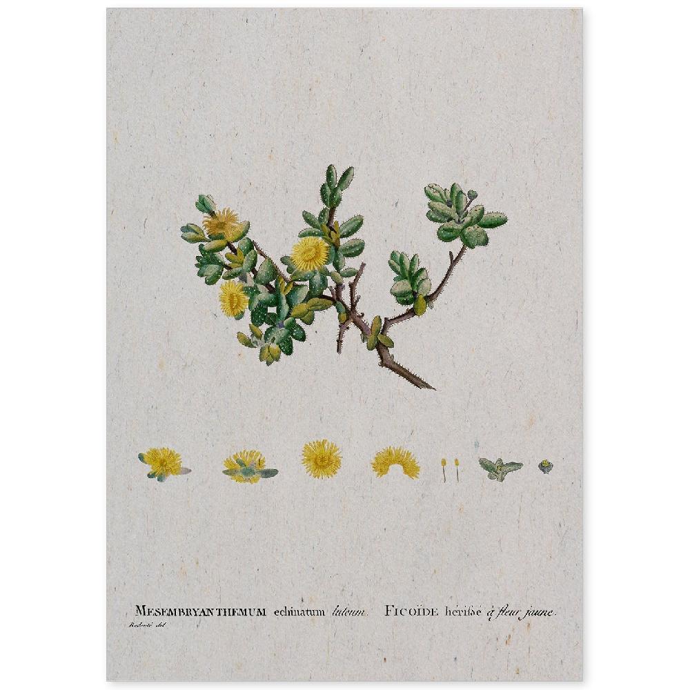nacnic Lámina de Naturaleza Acuarela Pierre-Joseph Redouté
