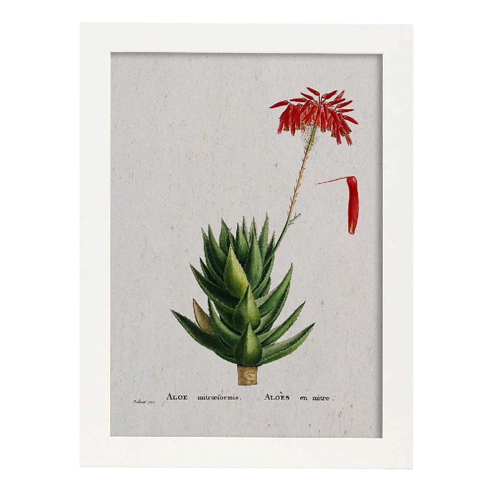Nacnic Lámina De Naturaleza Acuarela Pierre-Joseph Redouté