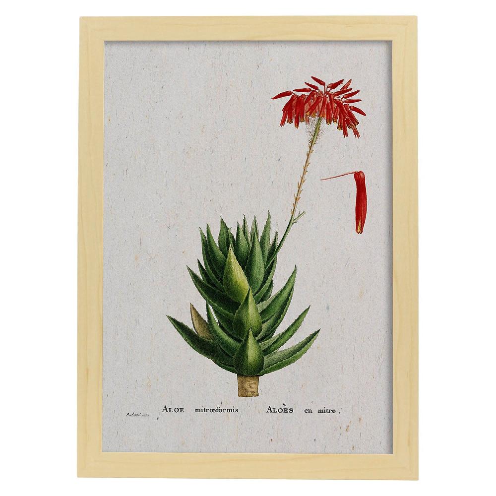 Nacnic Lámina De Naturaleza Acuarela Pierre-Joseph Redouté