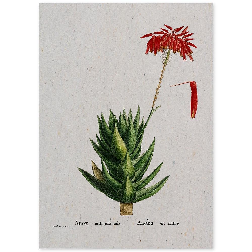nacnic Lámina de Naturaleza Acuarela Pierre-Joseph Redouté