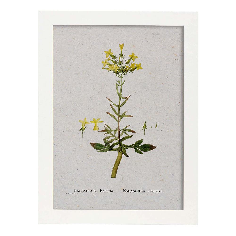 Nacnic Lámina De Naturaleza Acuarela Pierre-Joseph Redouté