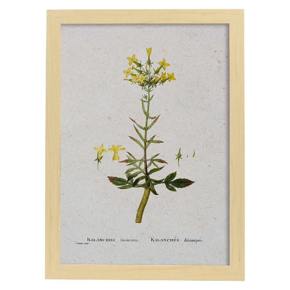 Nacnic Lámina De Naturaleza Acuarela Pierre-Joseph Redouté