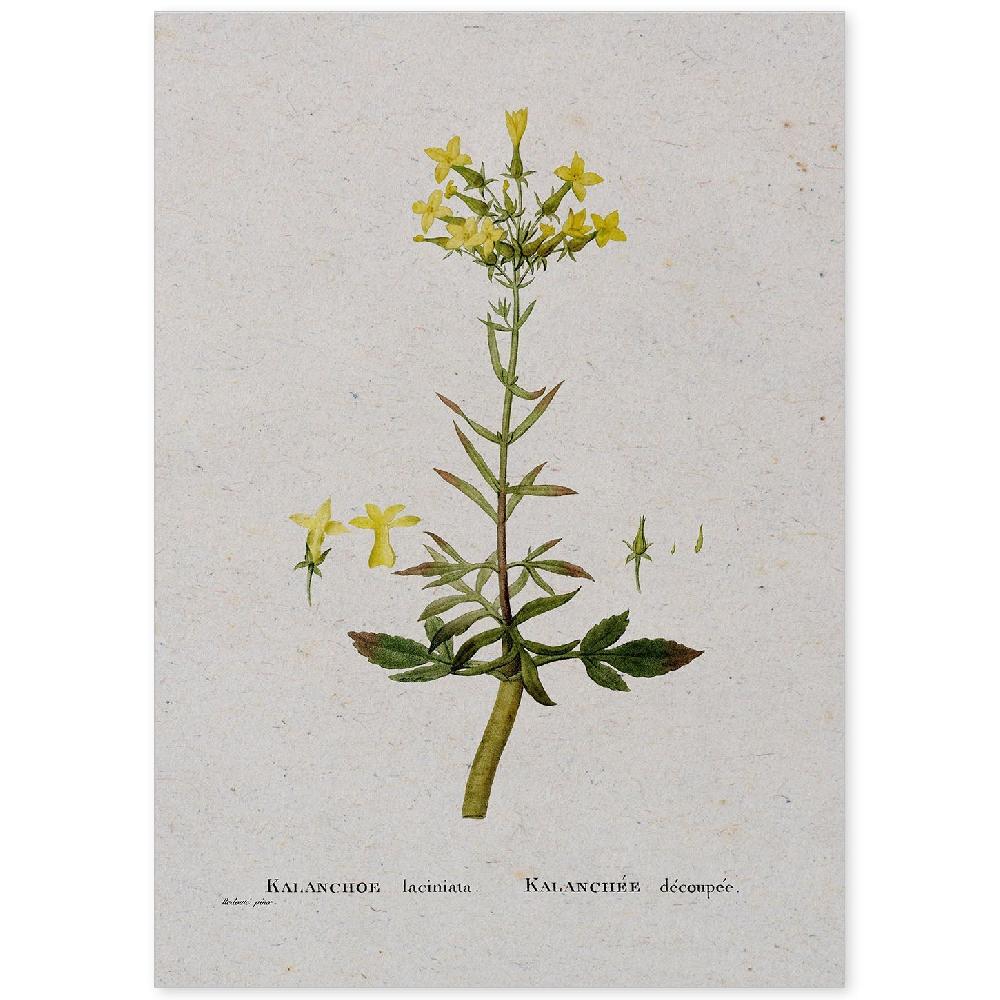 nacnic Lámina de Naturaleza Acuarela Pierre-Joseph Redouté