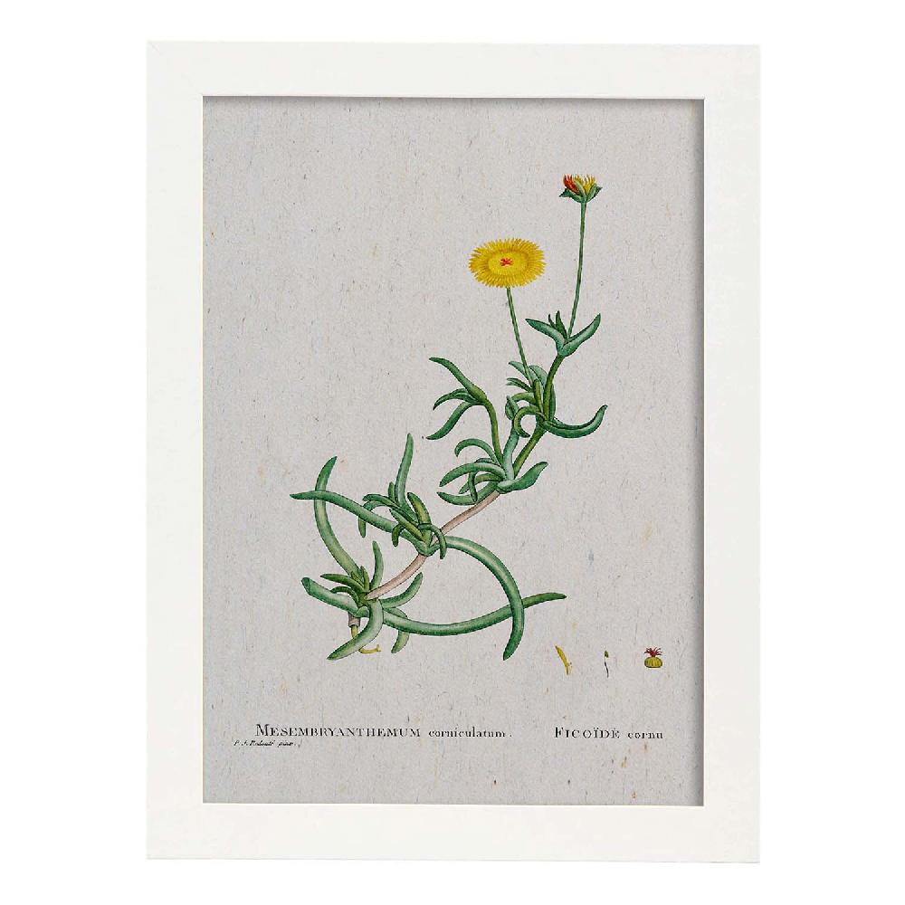 Nacnic Lámina De Naturaleza Acuarela Pierre-Joseph Redouté
