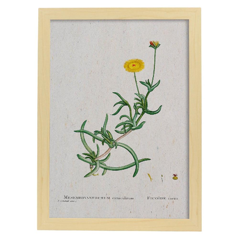 Nacnic Lámina De Naturaleza Acuarela Pierre-Joseph Redouté