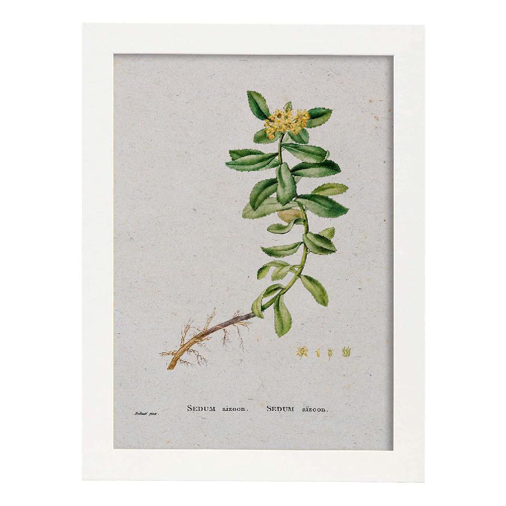 Nacnic Lámina De Naturaleza Acuarela Pierre-Joseph Redouté