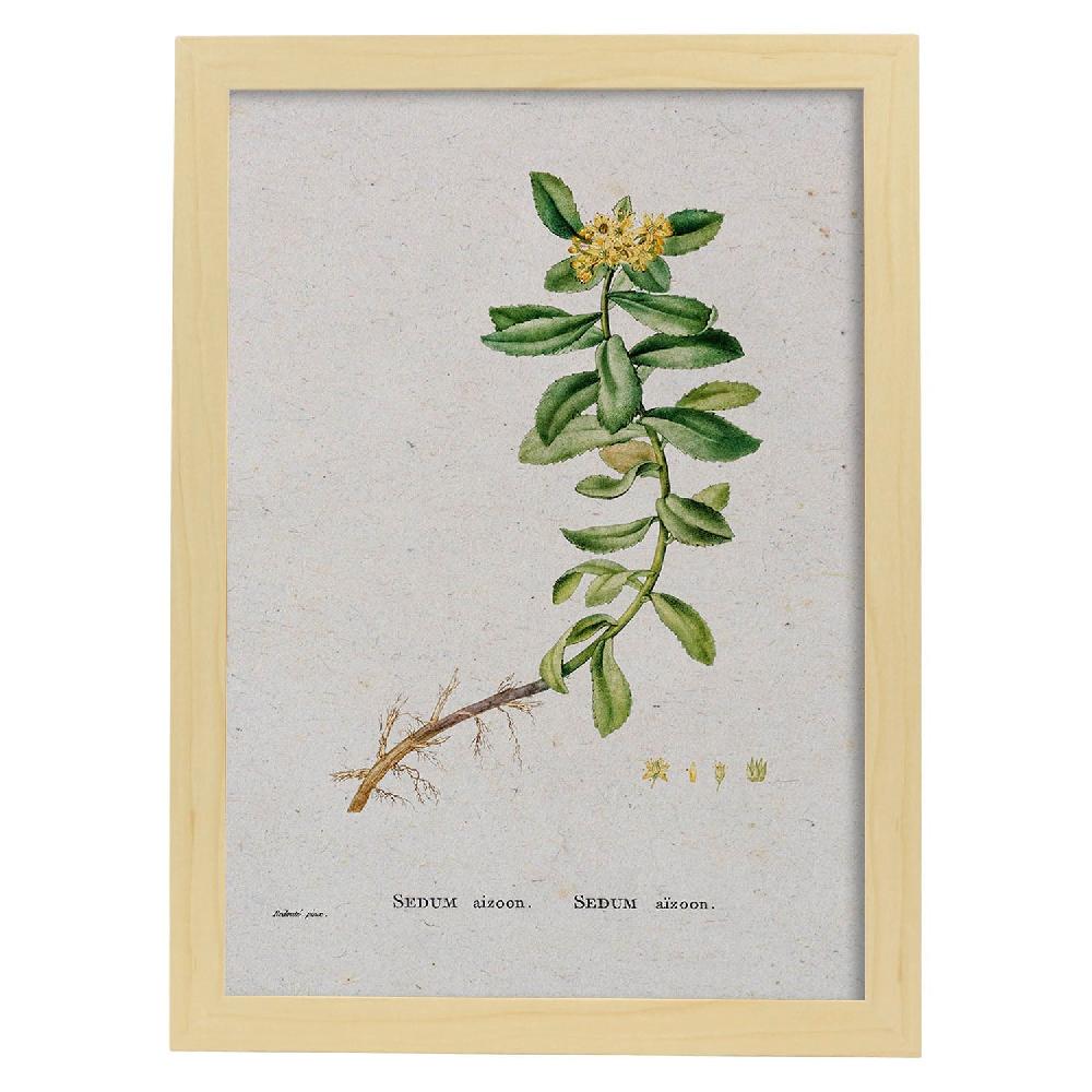 Nacnic Lámina De Naturaleza Acuarela Pierre-Joseph Redouté