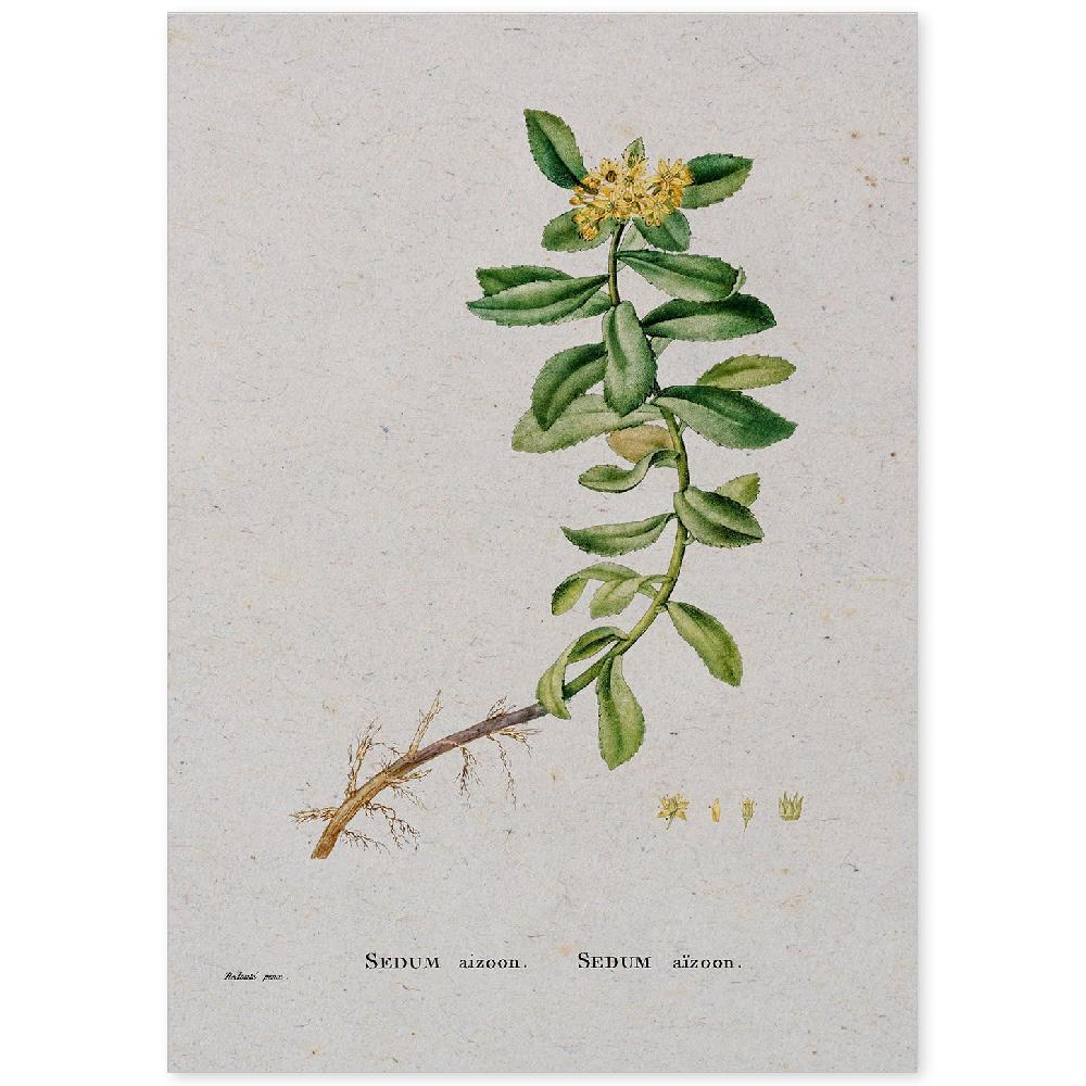 nacnic Lámina de Naturaleza Acuarela Pierre-Joseph Redouté