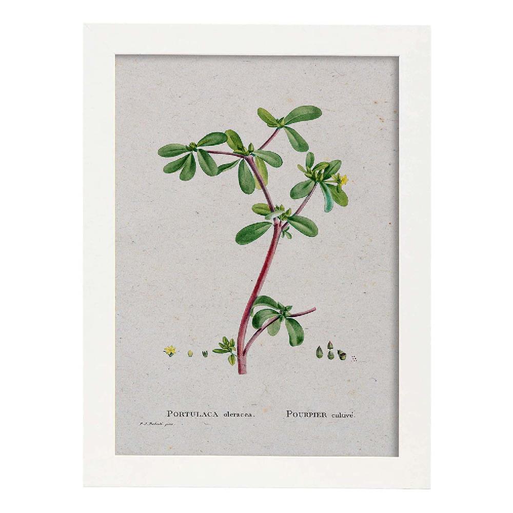 Nacnic Lámina De Naturaleza Acuarela Pierre-Joseph Redouté