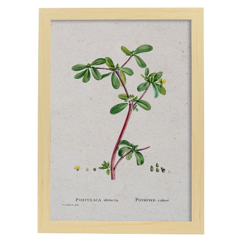 Nacnic Lámina De Naturaleza Acuarela Pierre-Joseph Redouté