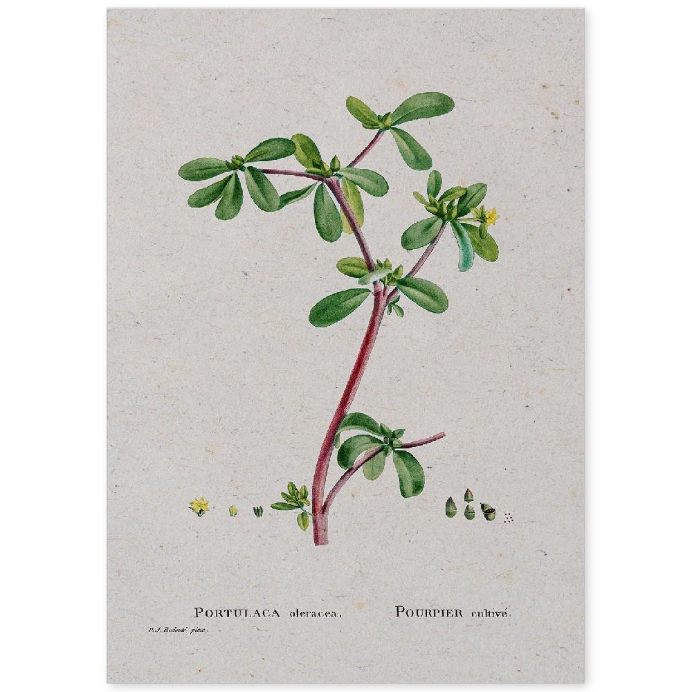 nacnic Lámina de Naturaleza Acuarela Pierre-Joseph Redouté