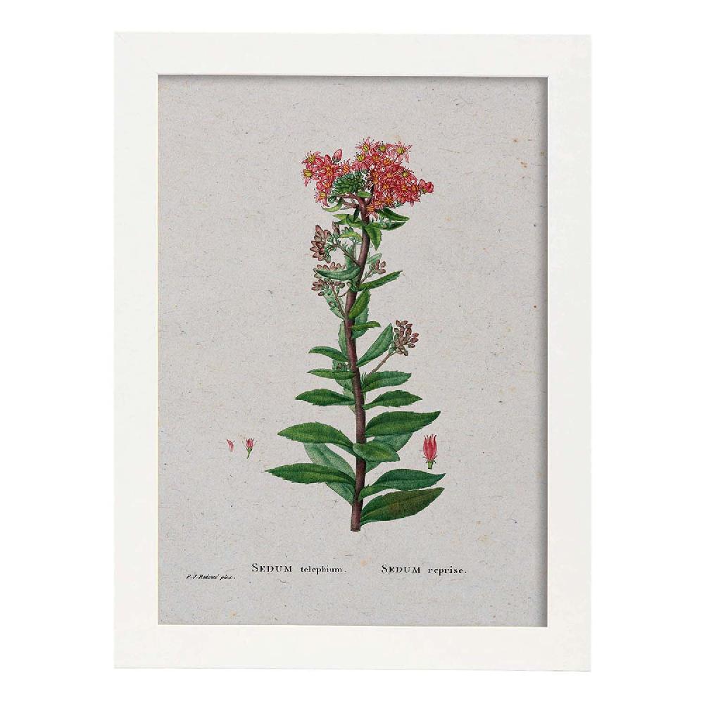 Nacnic Lámina De Naturaleza Acuarela Pierre-Joseph Redouté
