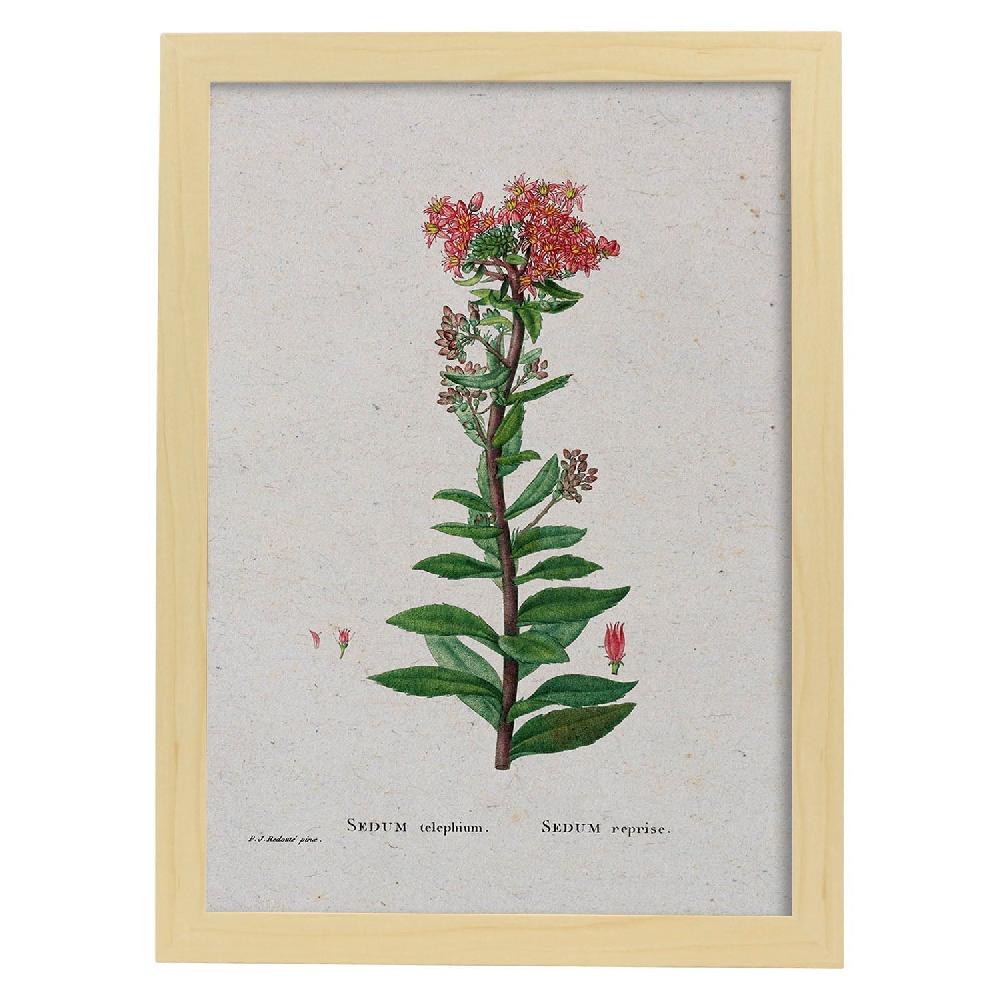 Nacnic Lámina De Naturaleza Acuarela Pierre-Joseph Redouté
